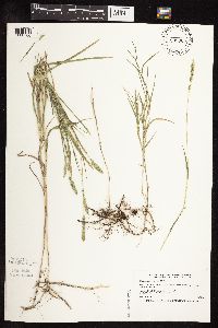 Muhlenbergia racemosa image