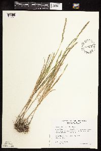Muhlenbergia racemosa image