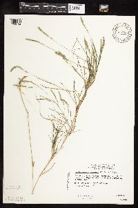 Muhlenbergia racemosa image