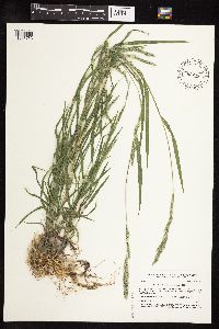 Muhlenbergia racemosa image