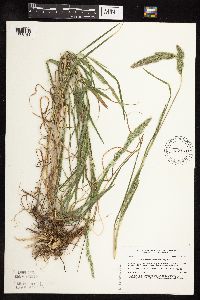 Muhlenbergia racemosa image