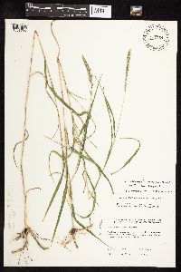 Muhlenbergia racemosa image