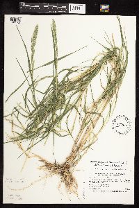 Muhlenbergia racemosa image