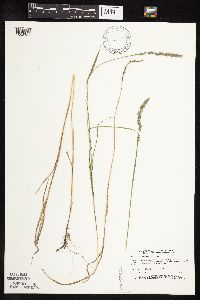 Muhlenbergia racemosa image