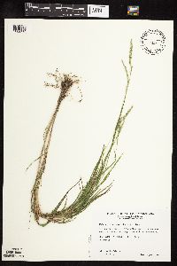 Media resource of Muhlenbergia racemosa