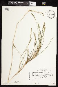 Muhlenbergia racemosa image