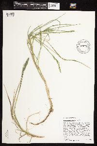 Muhlenbergia racemosa image