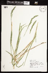 Muhlenbergia racemosa image