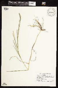 Muhlenbergia racemosa image