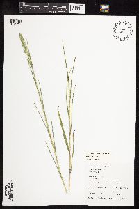 Muhlenbergia racemosa image