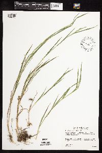Muhlenbergia racemosa image