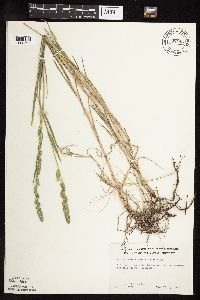 Muhlenbergia racemosa image