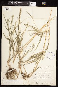 Muhlenbergia racemosa image