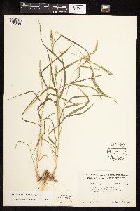 Muhlenbergia racemosa image