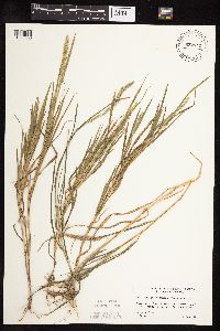 Muhlenbergia racemosa image