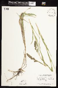 Muhlenbergia racemosa image