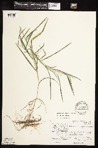 Muhlenbergia racemosa image