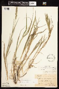 Muhlenbergia racemosa image
