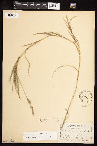 Muhlenbergia racemosa image