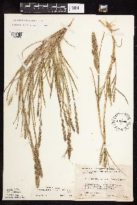 Muhlenbergia racemosa image