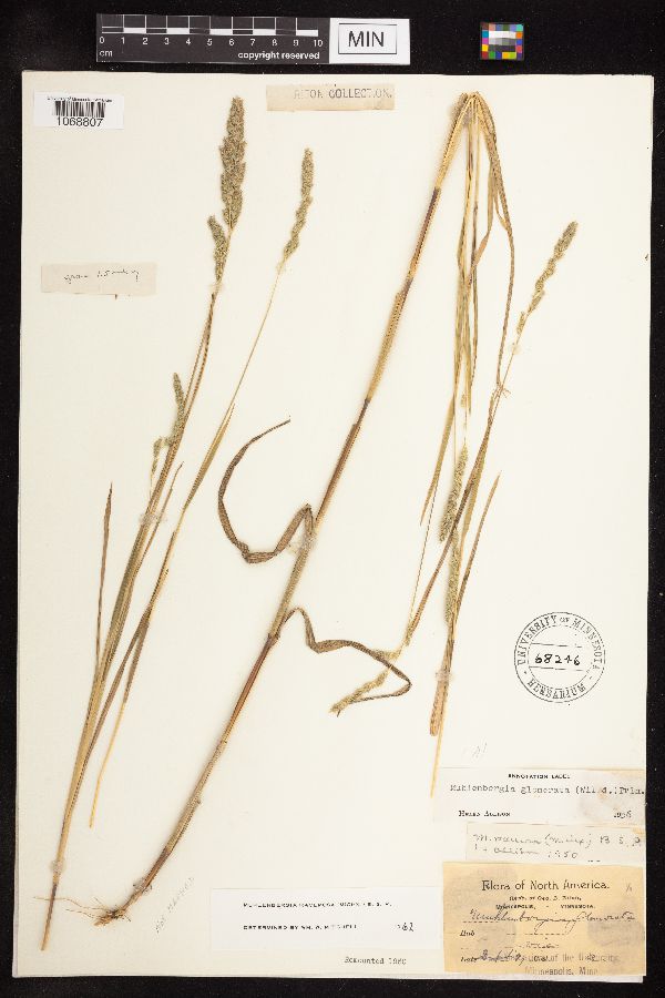 Muhlenbergia racemosa image
