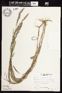 Muhlenbergia racemosa image