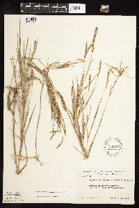 Muhlenbergia racemosa image