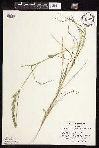 Muhlenbergia racemosa image