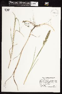 Muhlenbergia racemosa image