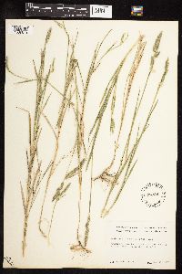 Muhlenbergia racemosa image