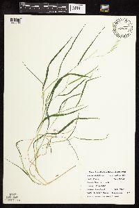 Muhlenbergia racemosa image