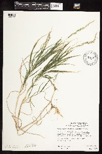 Muhlenbergia racemosa image