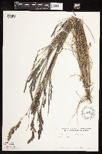 Muhlenbergia racemosa image