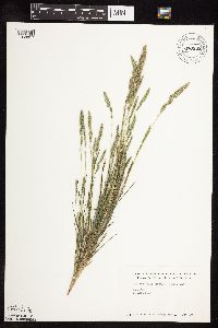 Muhlenbergia racemosa image