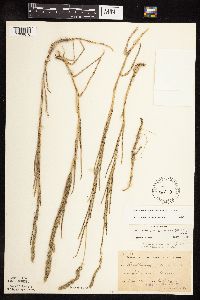 Muhlenbergia racemosa image