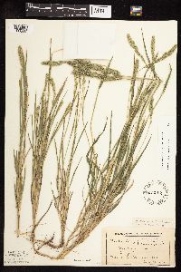 Muhlenbergia racemosa image