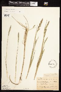 Muhlenbergia racemosa image