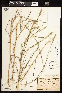 Muhlenbergia racemosa image