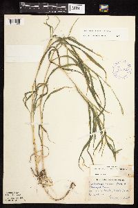 Muhlenbergia racemosa image