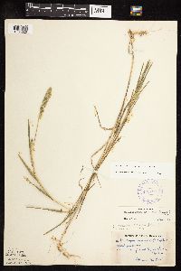 Muhlenbergia racemosa image