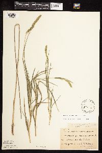 Muhlenbergia racemosa image