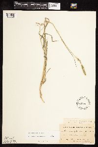 Muhlenbergia racemosa image