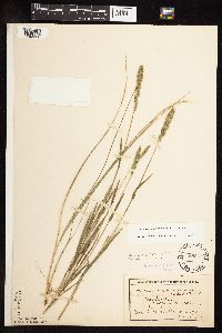 Muhlenbergia racemosa image