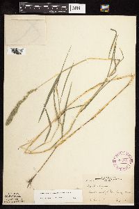 Muhlenbergia racemosa image