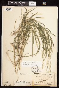 Muhlenbergia racemosa image