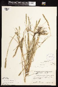 Muhlenbergia racemosa image