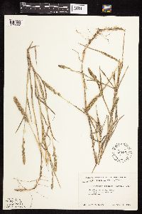 Muhlenbergia racemosa image