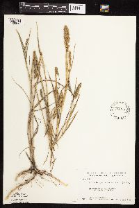 Muhlenbergia racemosa image