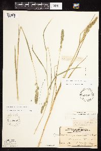 Muhlenbergia racemosa image