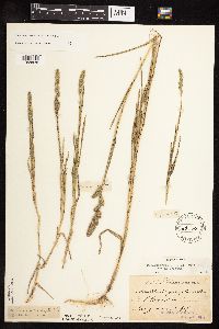 Muhlenbergia racemosa image